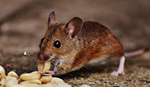 24 Hour & Emergency Exterminators in Littleton, UT